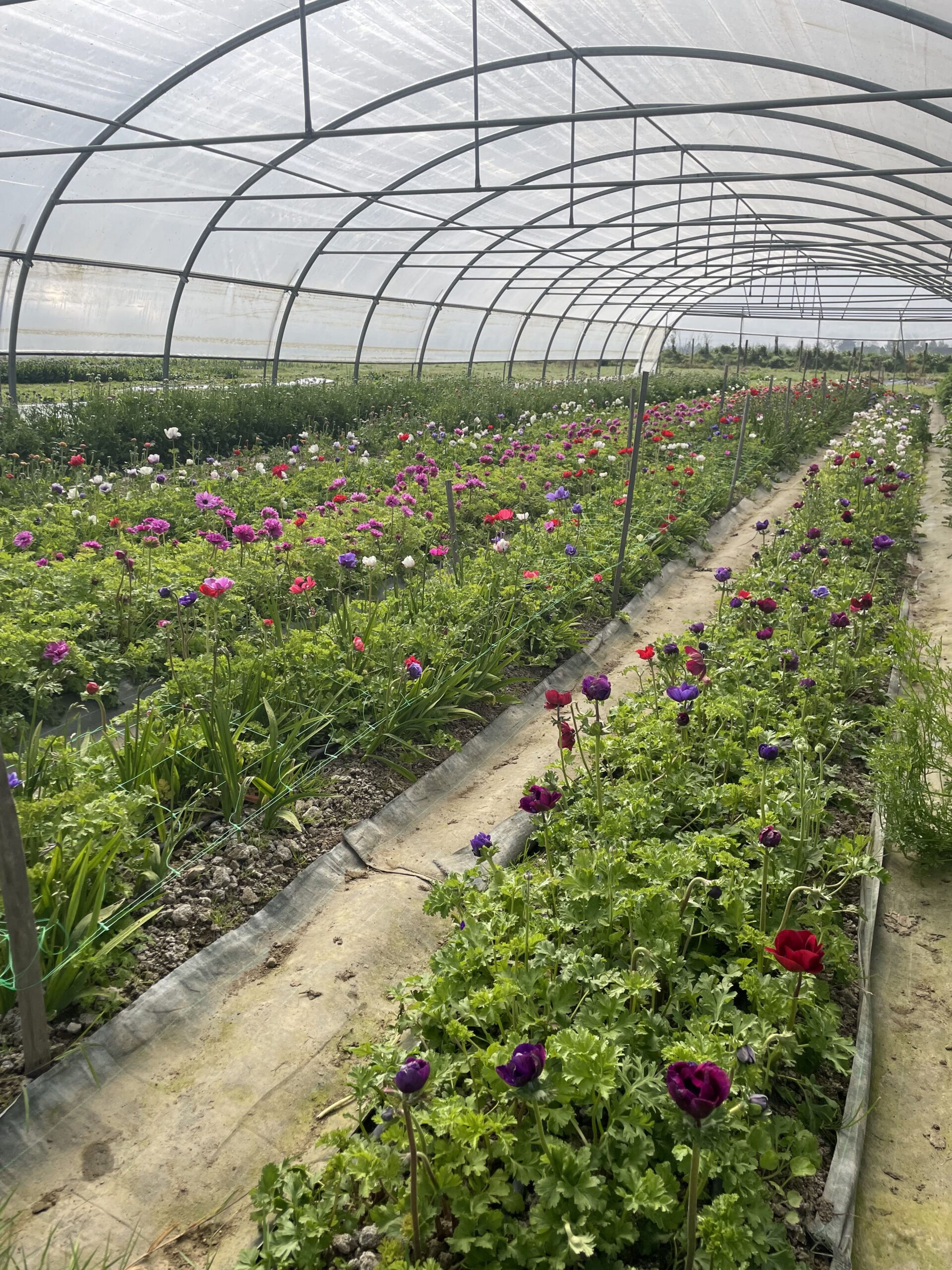 Locale et Responsable terre & FLEURS