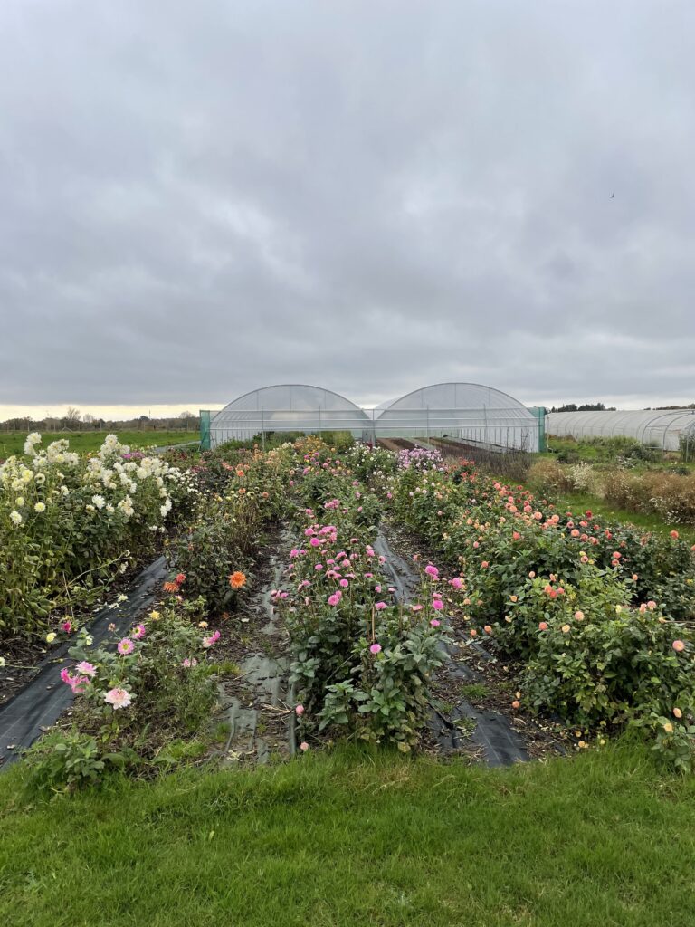 Locale et de saison terre & FLEURS